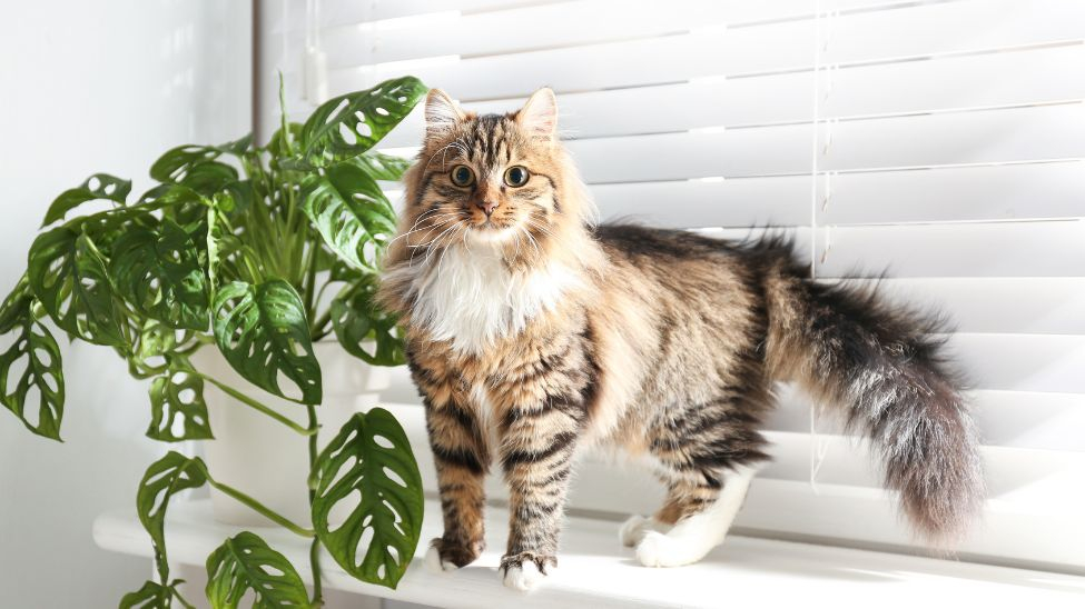 Debunked myths about buying blinds