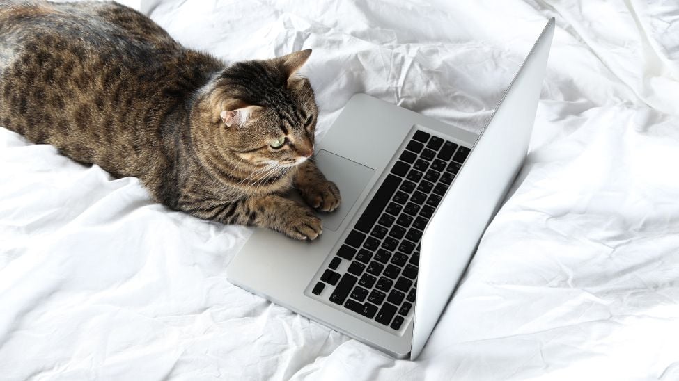 Window Coverings Dictionary