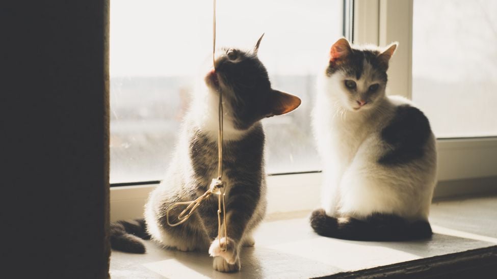 How to Choose Pet and Child Safe Blinds